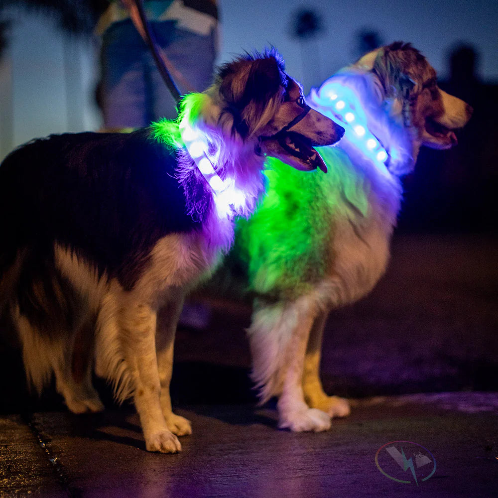 NightPaw LED Wiederaufladbares Hundehalsband Licht